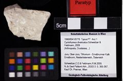 Foto (Objket + Etiketten) von Cyclothyreus divaricatus (Schweitzer & Feldmann, 2009) 